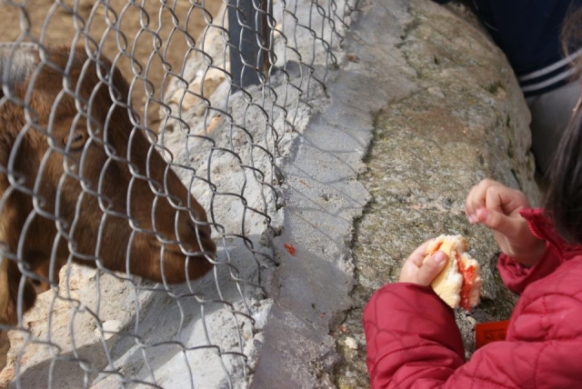 Les damos de comer